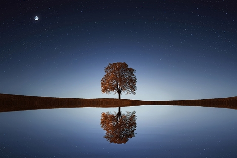 Serene tree