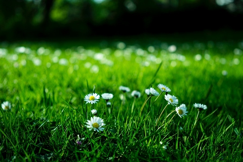 Grass and daisies