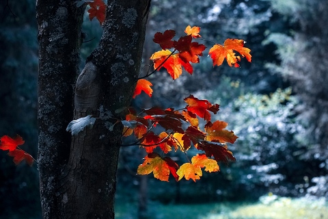 Red leaves