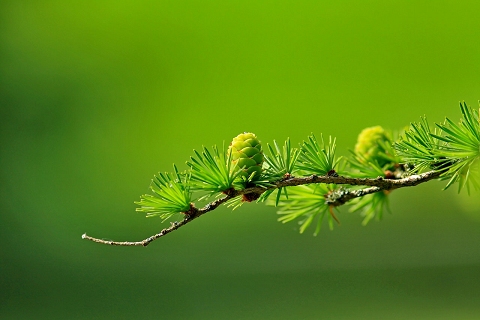 Conifer branch