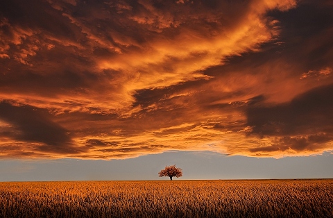 Tree and sky